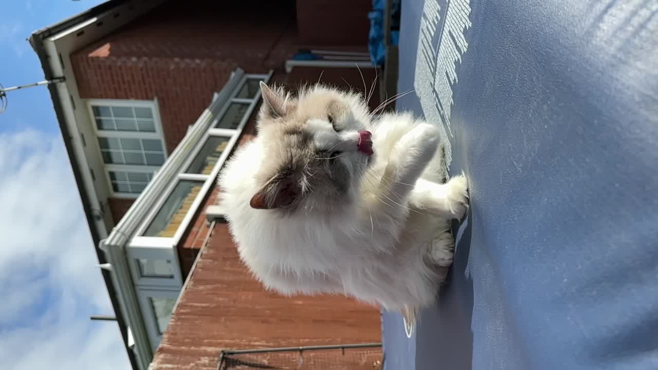 My cute Ragdoll female cat licking herself clean in garden - Slomo