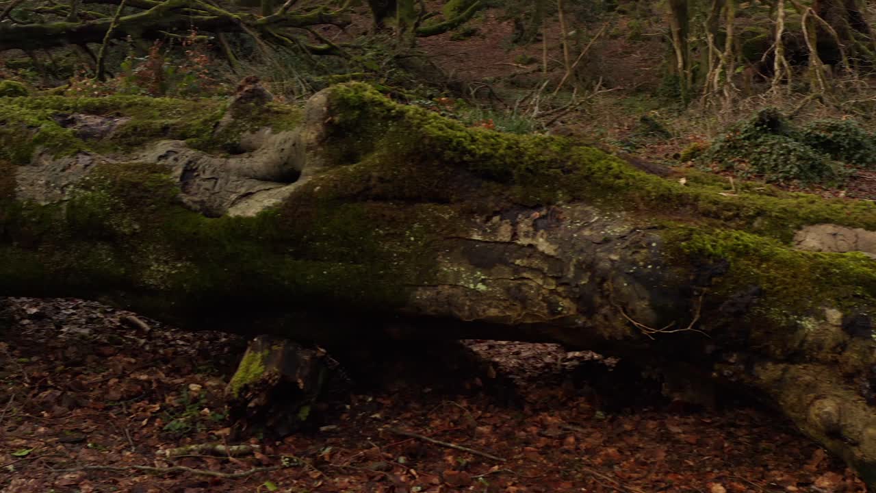 Forest heavily damaged by storm with uprooted trees and broken branches, pan left across snapped large log covered with moss
