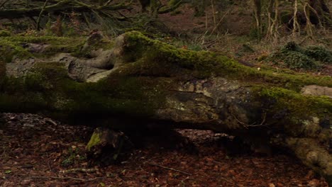 forest heavily damaged by storm with uprooted trees and broken branches, pan left across snapped large log covered with moss