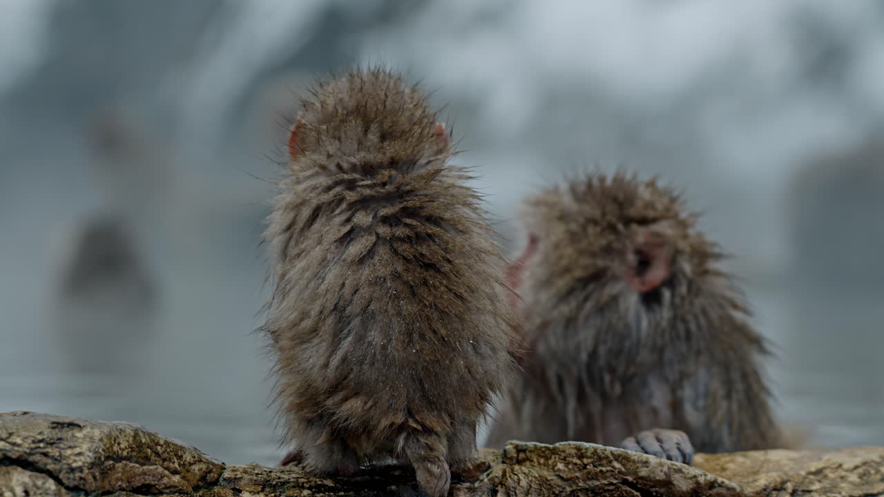 un mono bebé y su madre en el paisaje nevado fuera del famoso jigokudani onsen, yamanouchi.