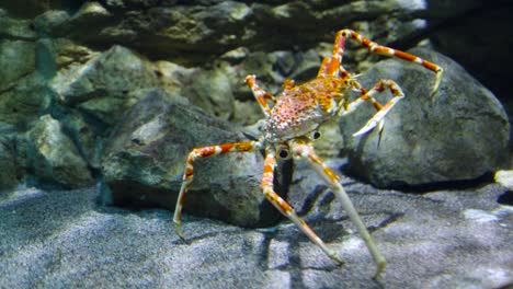 Cangrejo-Araña-Japonés---(macrocheira-Kaempferi)