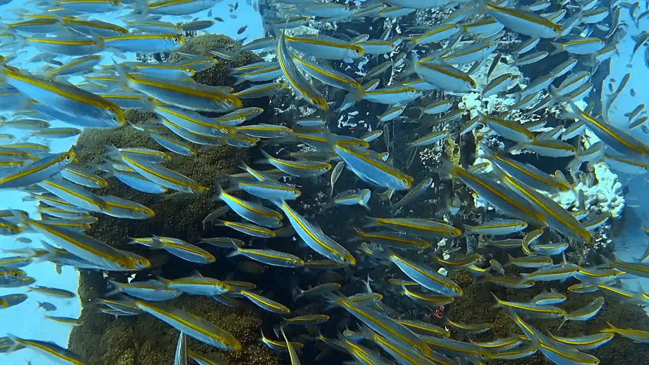많은 물고기가 있는 다채로운 암초에서 다이빙하는 동안 수중 촬영을 합니다.