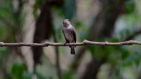 The-Asian-Brown-Flycatcher-is-a-small-passerine-bird-breeding-in-Japan,-Himalayas,-and-Siberia