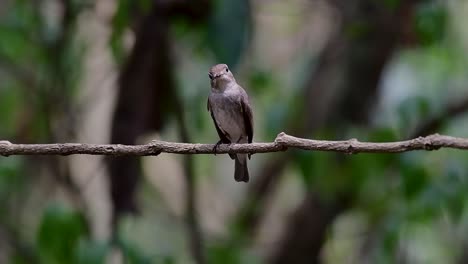 el papamoscas marrón asiático es un pequeño pájaro paseriforme que se reproduce en japón, himalaya y siberia