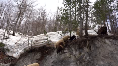 Schafe-Und-Lämmer-Springen-Vom-Steilen-Hang-Auf-Einem-Schneebedeckten-Berg