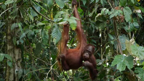 a juvenil orang utan seeks to eat in a tree in the forest of borneo