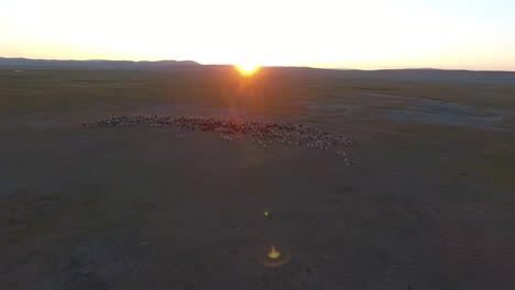 aerial drone shot of sheeps during sunset in mongolia