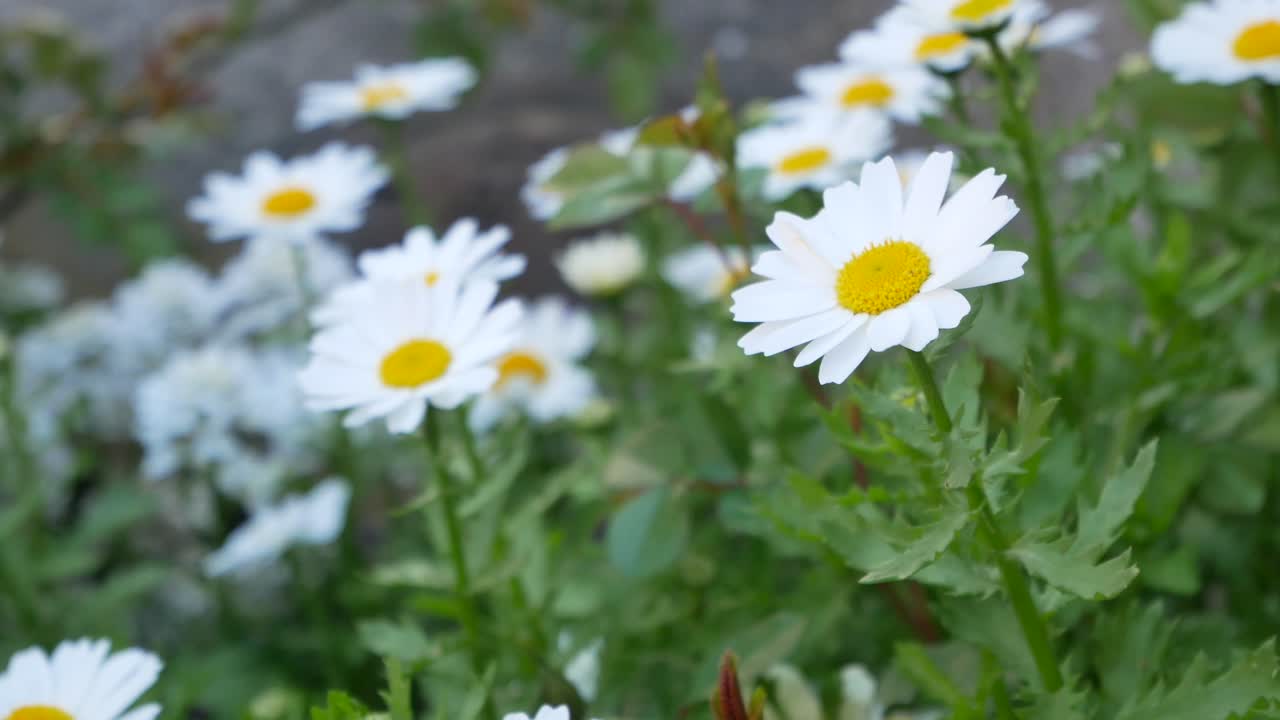 White minimal daisy flower with yellow pollen among the green tree leaves landscape and wind blowing in spring shunshine day tin Toyko,Japan-4K UHD video movie footage short
