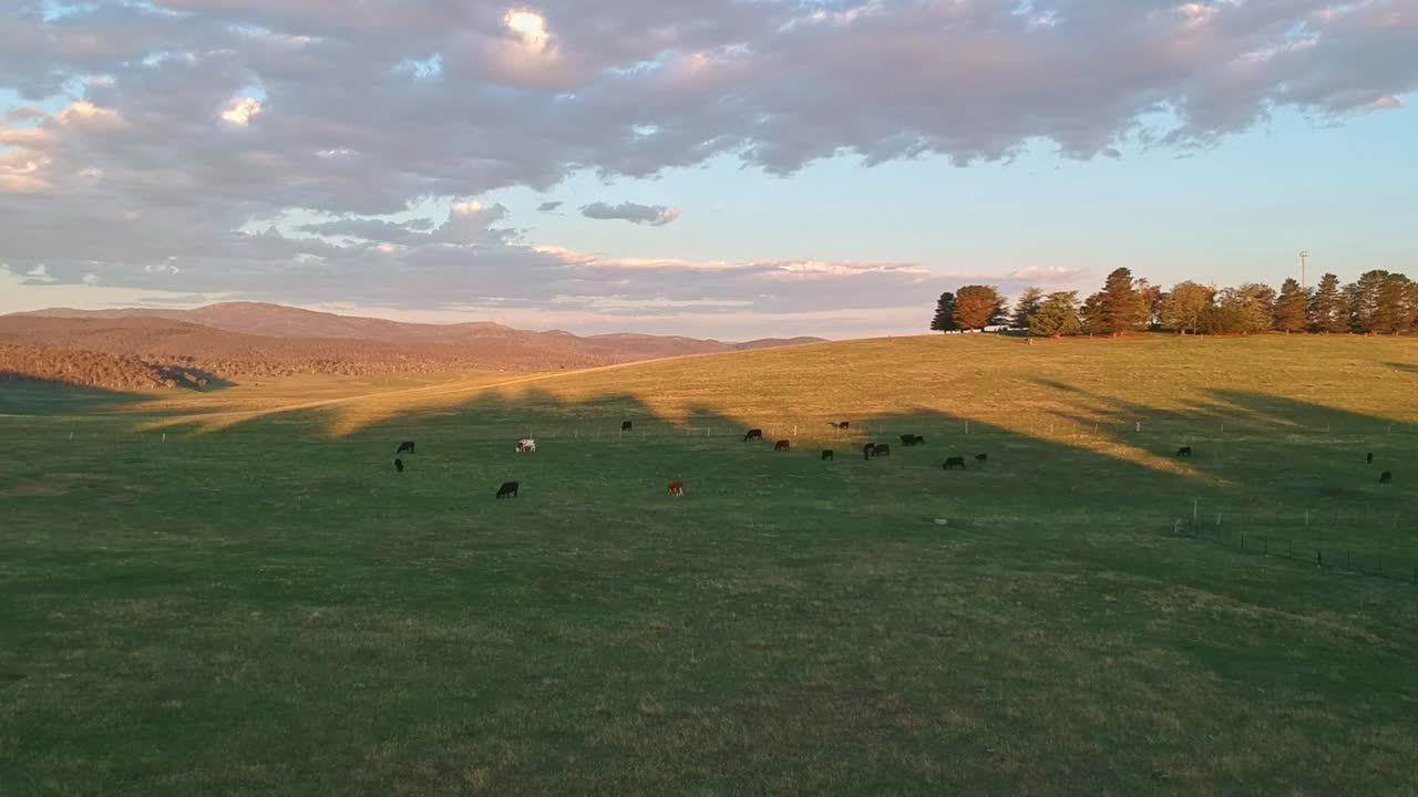 levantándose sobre las vacas en la hermosa luz de la tarde en adaminaby en nsw