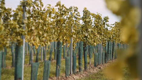 shallow focus shot reveals a young, healthy looking vineyard in austria