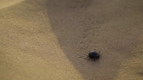 beetle running in sand