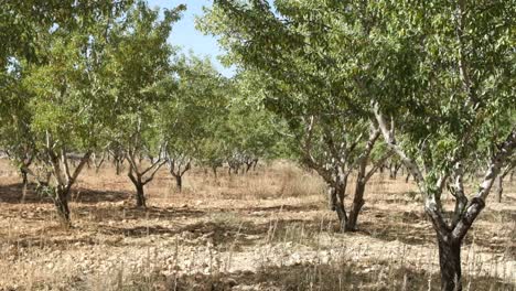 Entorno-De-Arboles-Verdes