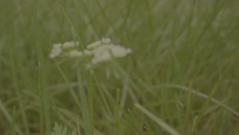 macro dolly of dry grass in green garden