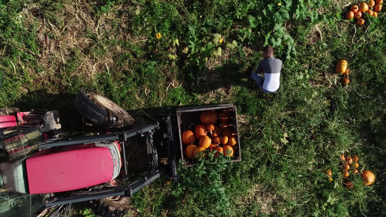 Vista aerea dall'alto di un agricoltore che mette zucche in un contenitore sulla parte anteriore di un trattore