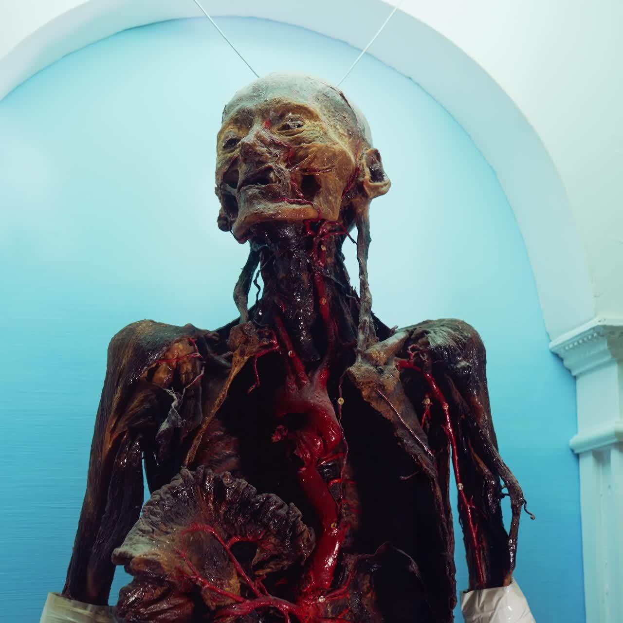 Human head in anatomy museum. Close up view of fully plastinated human body