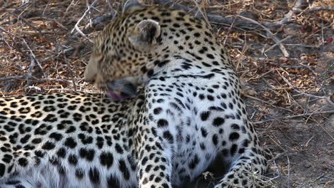 close-up of a female leopard laid down grooming, kruger national park