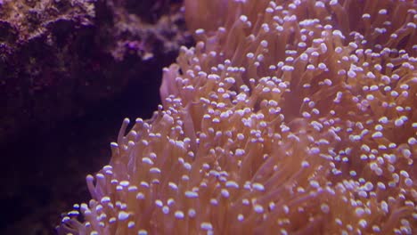 A vibrant clownfish gracefully navigates through its natural habitat of colorful sea anemones.