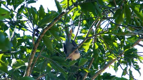 Ein-Bunter-Tropischer-Vogel,-Der-In-Einem-Grünen-Baum-Sitzt