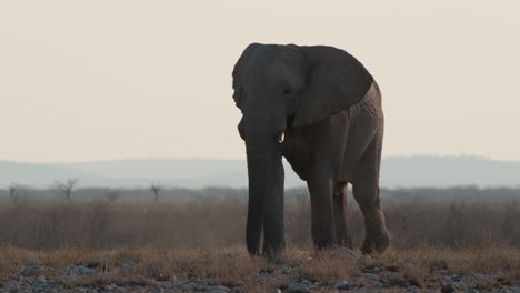 african elephant, loxodonta africana marching on wild savannah