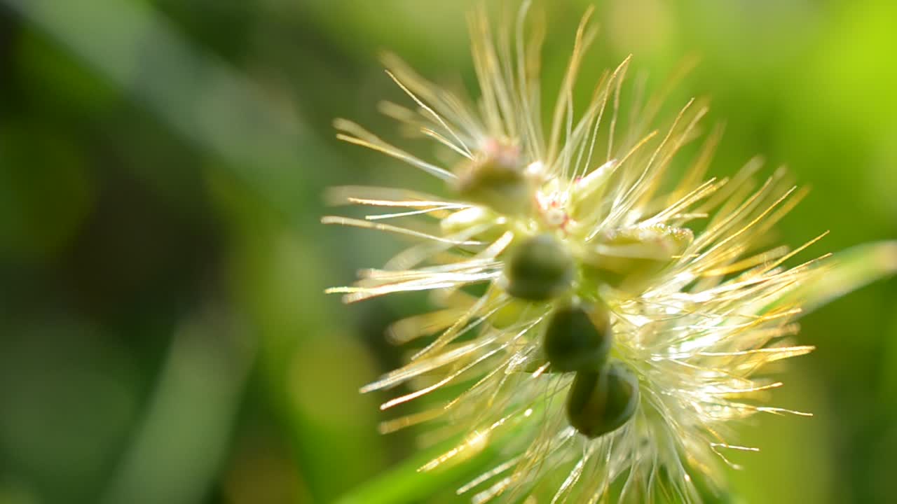 Erba