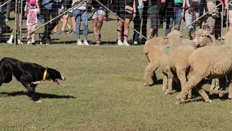 dog skillfully herds sheep in a fenced area