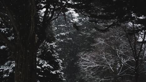 Snow-falls-in-front-of-forest-scenery,-slow-motion