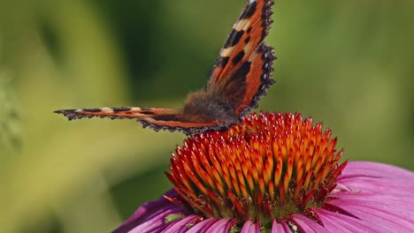 Kleiner-Schildpatt-Nektar,-Der-Sich-Von-Sonnenhut-Ernährt---Makro