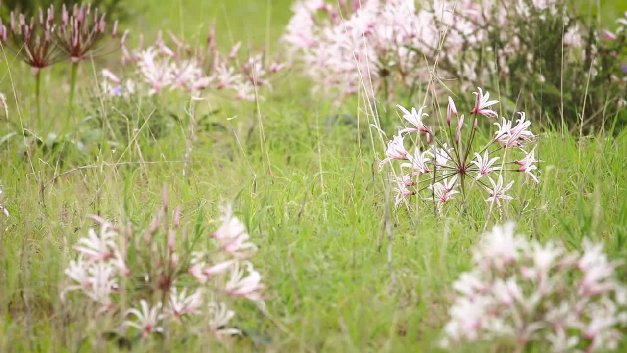 크갈라가디 국경 공원의 바람에 날리는 블레이 백합 밭