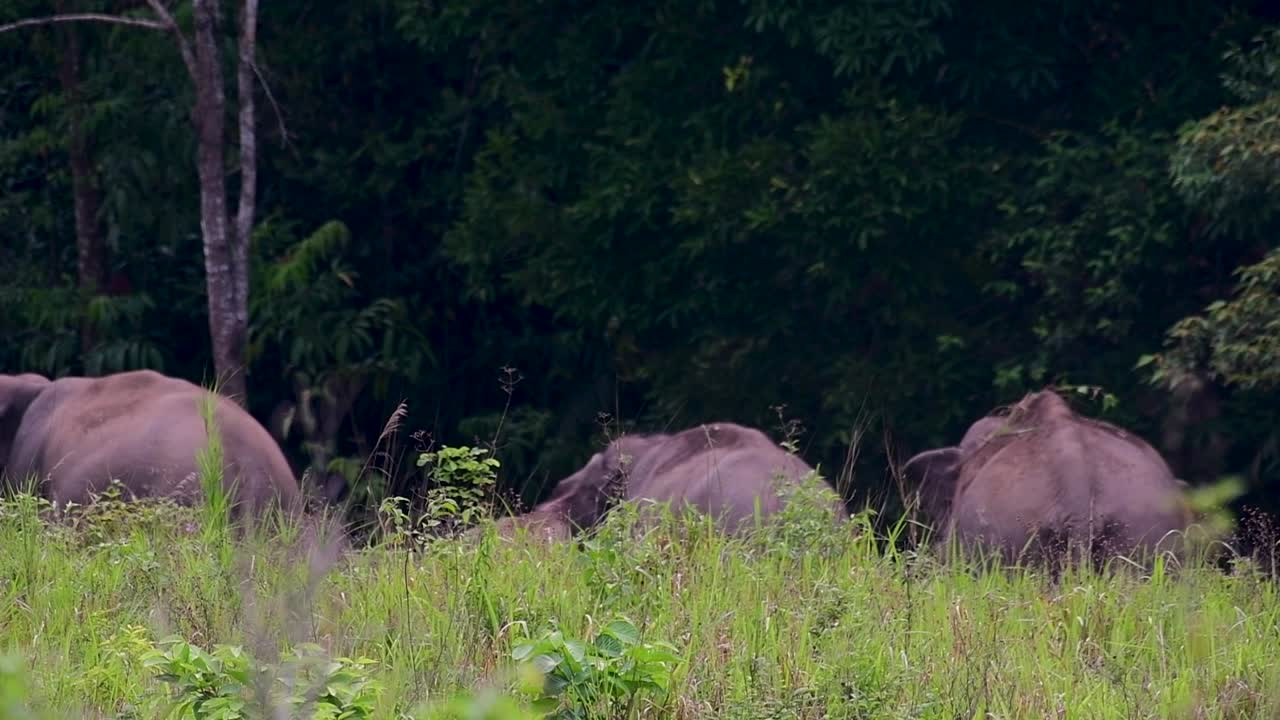 아시아 코끼리는 멸종 위기 종이며 태국 거주자이기도합니다.