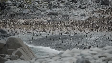 Hermosa-Ubicación-En-Una-Playa-Remota-Con-Colonia-De-Pingüinos-En-La-Playa