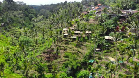 Tegalalang-green-Rice-Terraces-and-lush-jungle-In-Gianyar,-Bali,-Indonesia