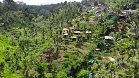 tegalalang green rice terraces and lush jungle in gianyar, bali, indonesia