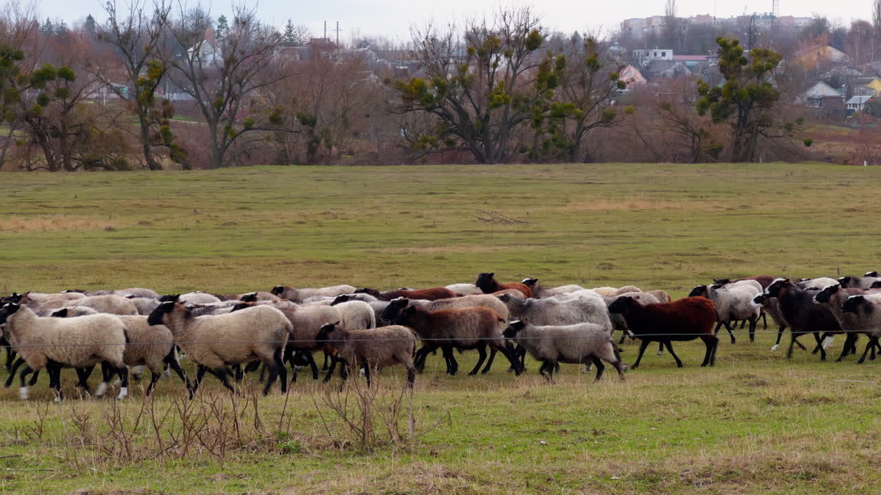 Fatty sheep walking by the pasture. Livestock goes grazing in the field in autumn. Country houses at backdrop.