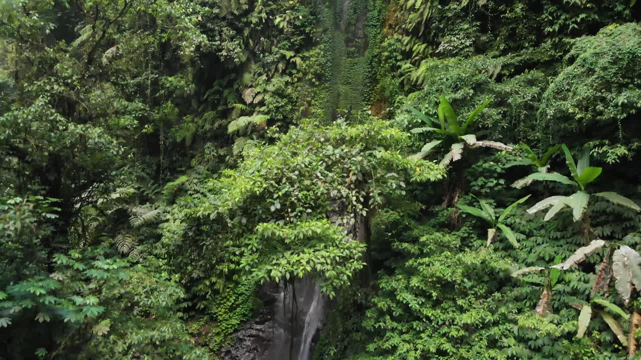 A drone rises through jungle canopy revealing a waterfall spilling from the moss covered lava cliffs on the jungle ravine