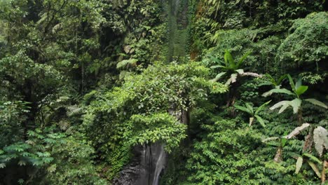 a drone rises through jungle canopy revealing a waterfall spilling from the moss covered lava cliffs on the jungle ravine
