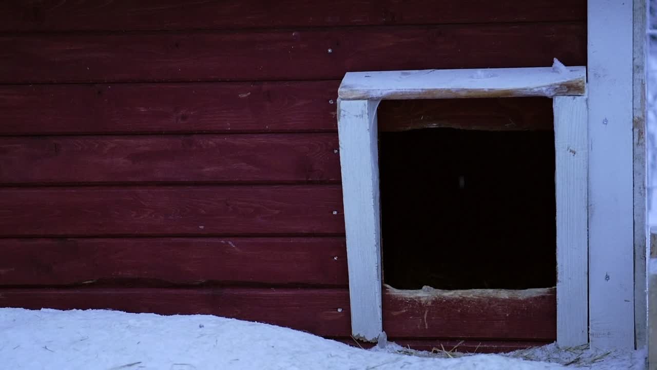 A Puppy Of Siberian Husky Breed Going Out Of His Small Dog House Attached To A Red Wall. -medium shot