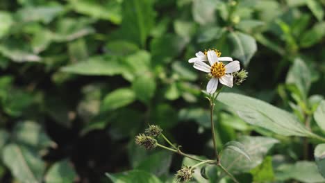 bee visits various flowers for pollination.