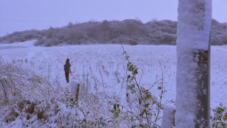 Eine-Mutter-Hält-Ihr-Kind-Auf-Einem-Schneebedeckten-Feld,-Während-Es-Auf-Dem-Land-Fällt