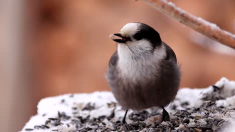 A-beautiful-Grey-Jay-eats-a-seed-on-a-birdfeeder