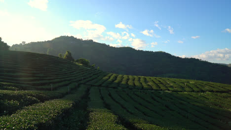 早上在山上种植茶叶