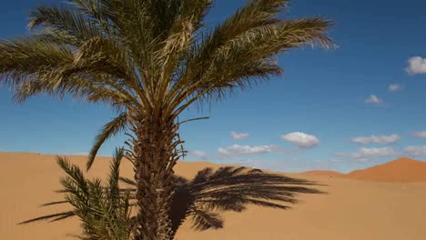 desierto de merzouga 03