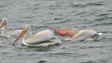 migración de otoño: pelícanos blancos americanos en la bahía de cooney, kamloops