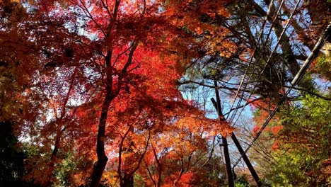 Mount-Takao-Day-Trip:-Explore-Tokyo's-Favorite-Mountain