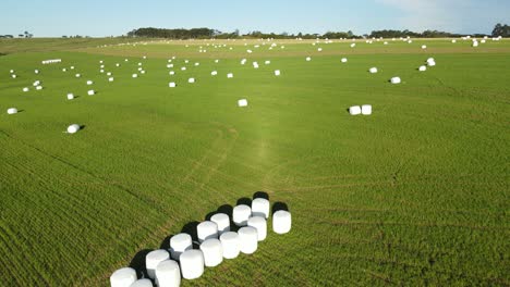 haylage roll silage wrapped with plastic film in the field, aerial view