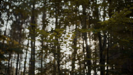 Sunbeams-passing-through-trees