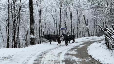 Kuh,-Vieh,-Das-In-Der-Winterlandschaft-Eines-Ländlichen-Dorfes-Bei-Starkem-Schneefall-Spazieren-Geht,-Kalte-Winterlandwirtschaft,-Zufahrtsstraße-Für-Einheimische,-Schwarzes-Tier-In-Der-Szene,-Wunderbares-Landleben-Im-Iran-Heute