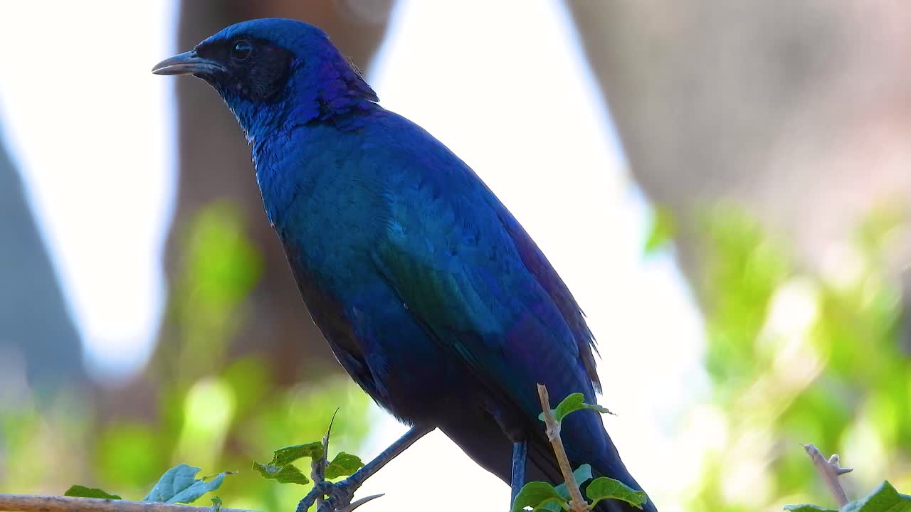 Lonely blue bird in its habitat