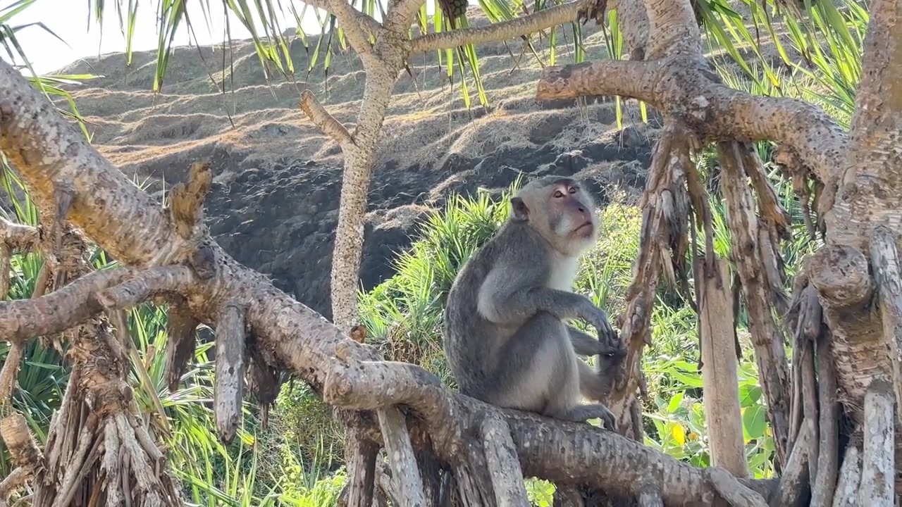Macaque Monkey Sitting on a Tree Branch in a Sunny Natural Environment