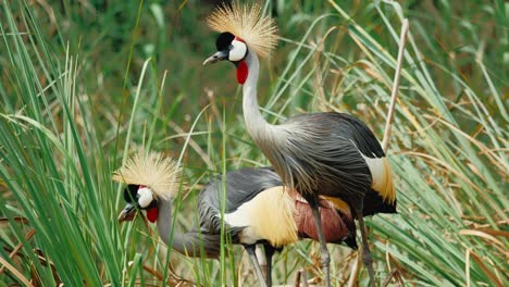 african crowned cranes foraging between reeds in marshland in africa