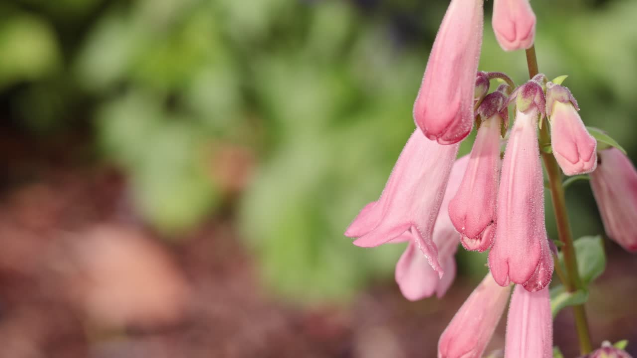 primer plano de flores rosadas balanceándose en el viento